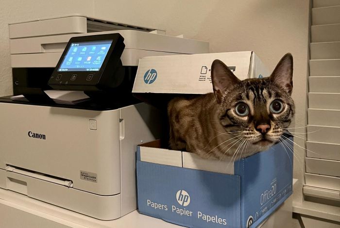 Cara Merawat Printer